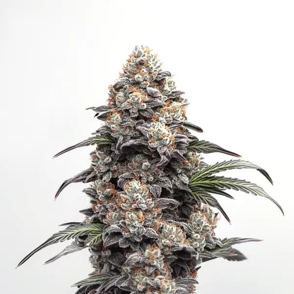 Alien GG Seeds