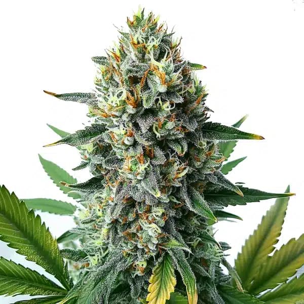 Alien OG Fast Version Seeds