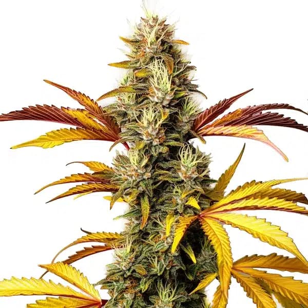 Alien Og Regular Seeds