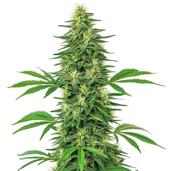 Alien OG Seeds