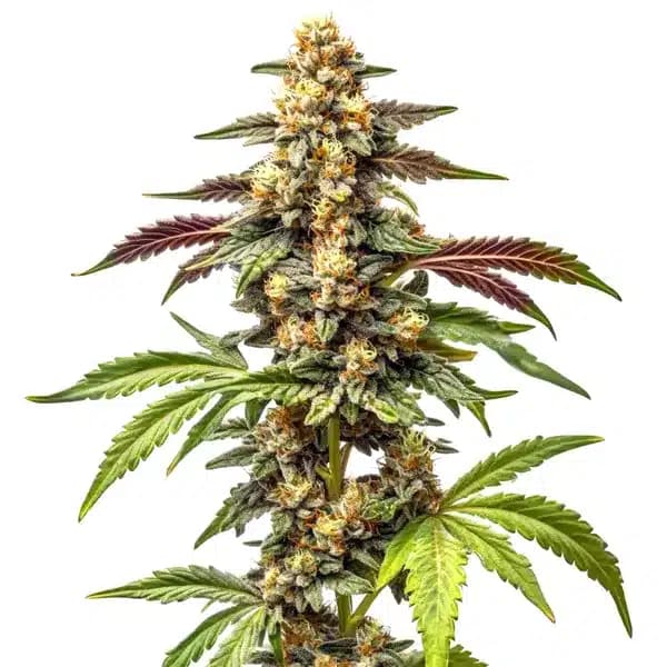 Alien Rock Candy F1 Seeds