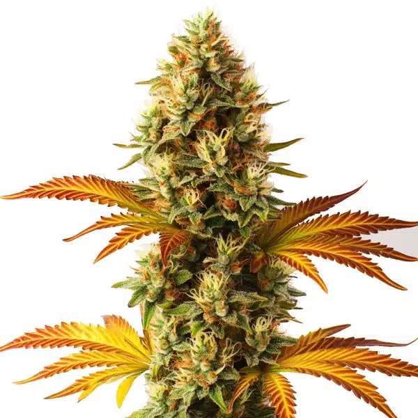 Alien Technology Fast Version Seeds