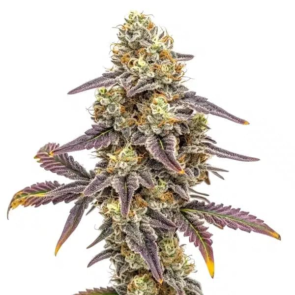 Alien Technology x Do-Si-Dos Seeds