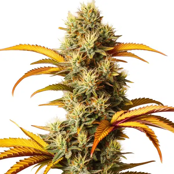 Alien Technology Seeds