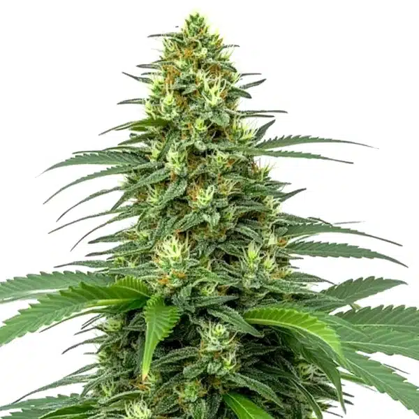 Amnesia Auto Seeds