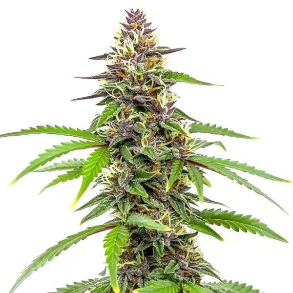Amnesia Blue Headband Seeds