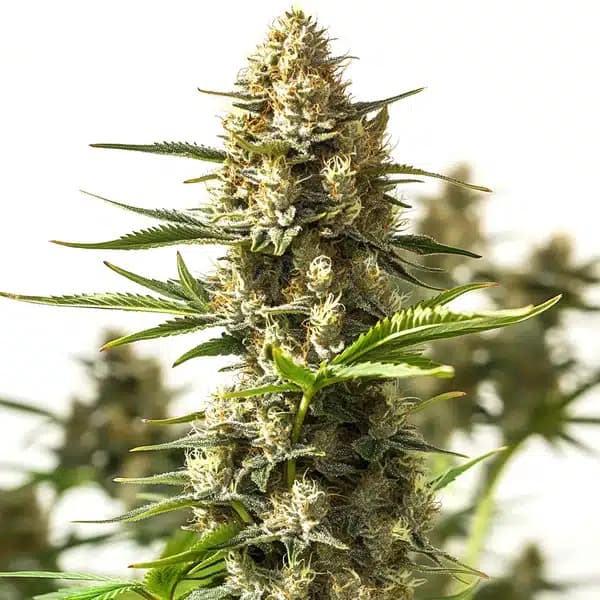 Amnesia Cookies Seeds