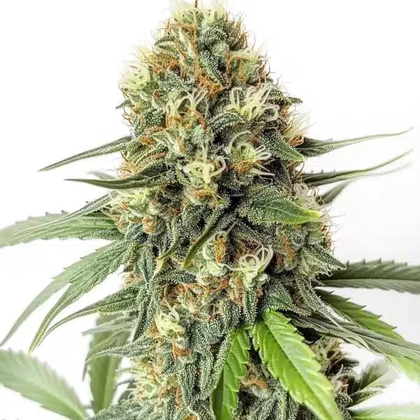 Amnesia F1 Seeds