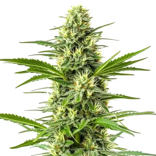 Amnesia Fast Version Seeds