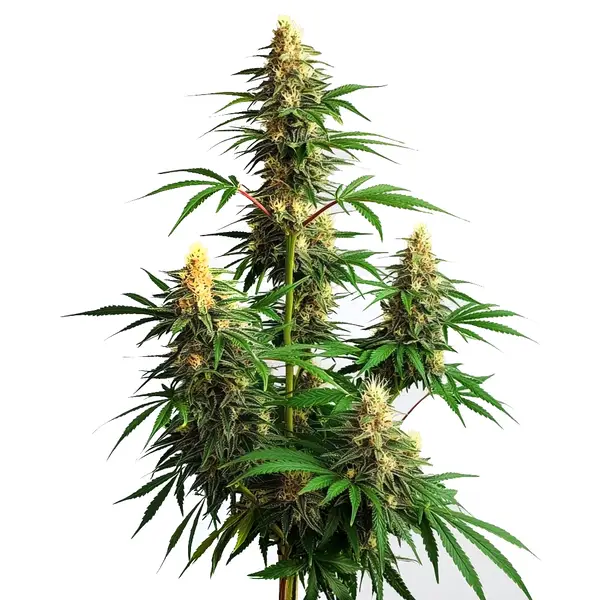 Amnesia Haze Auto Seeds