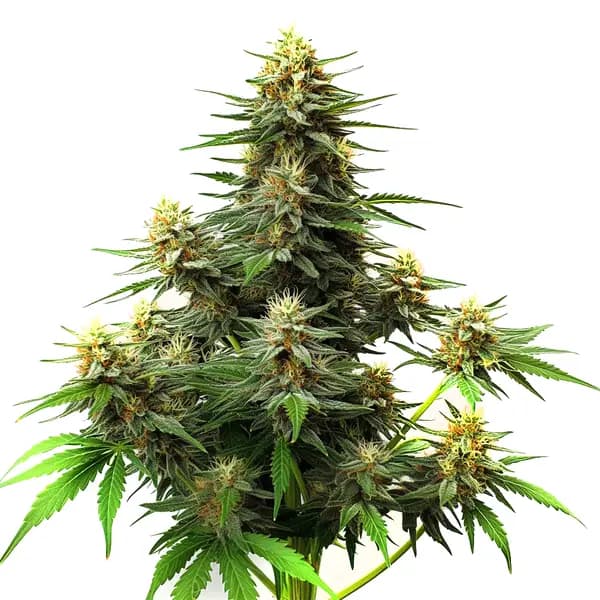 Amnesia Haze Autoflower F1 Seeds