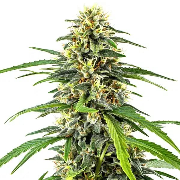 Amnesia Haze Seeds