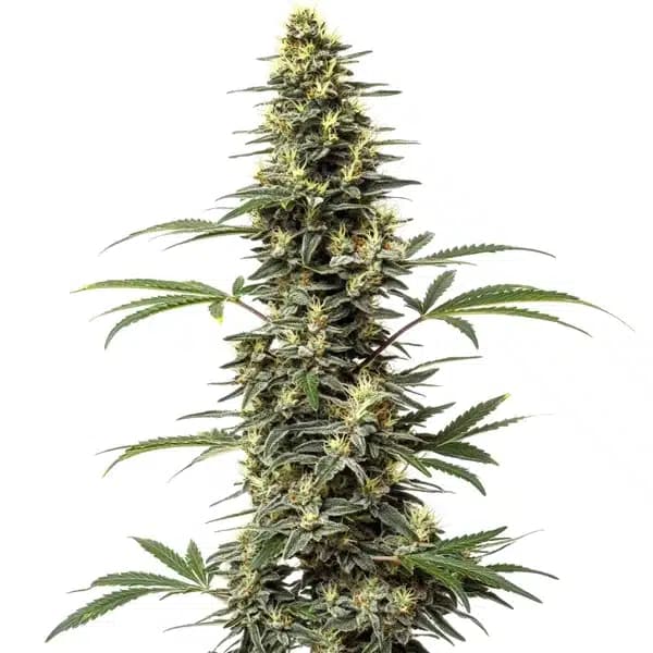 Amnesia Hypro Seeds