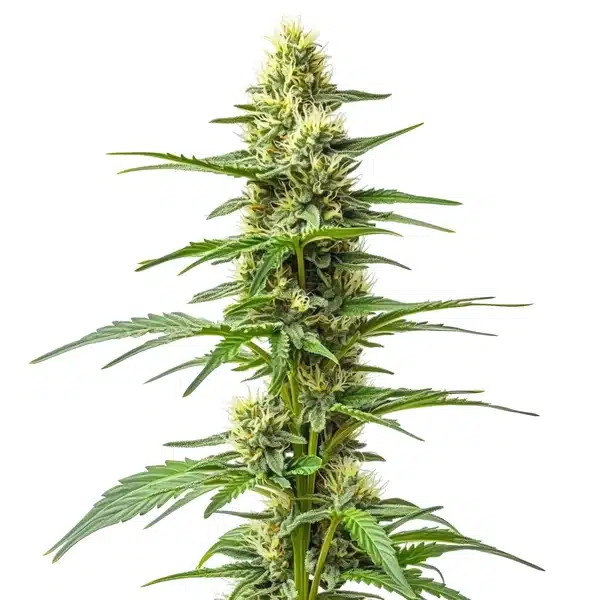 Amnesia Kush Auto Seeds