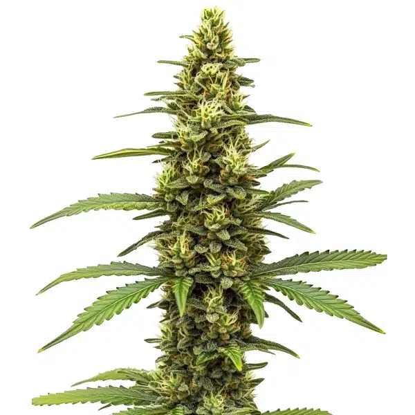 Amnesia Kush Regular Seeds