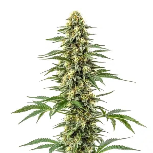 Amnesia Kush Seeds