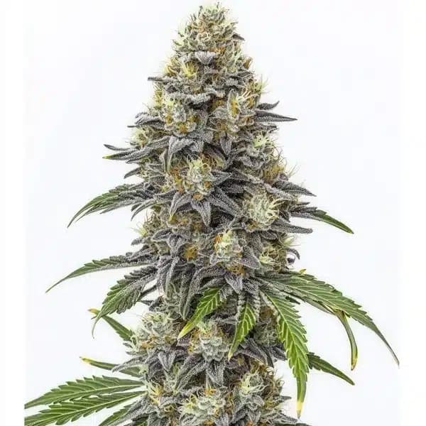 Amnesia Lemon Cake Boom Regular Seeds