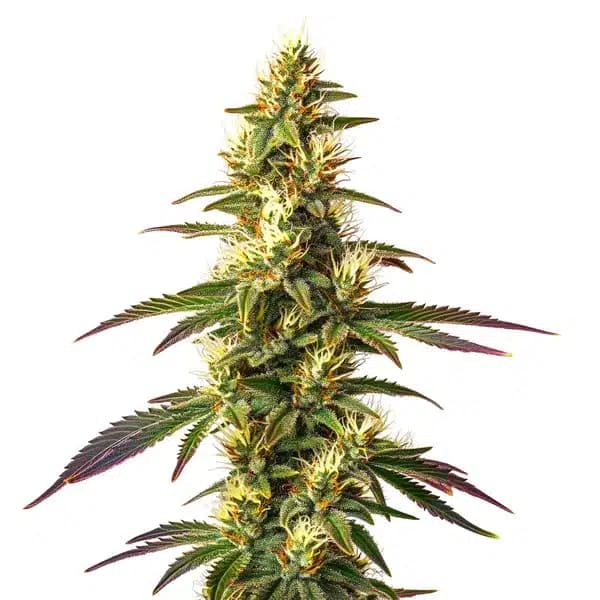Amnesia Lemon Fast Version Seeds