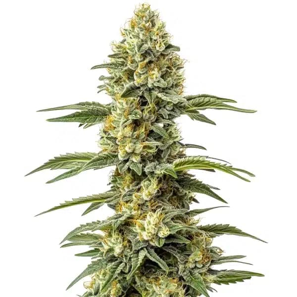 Amnesia Lemon Regular Seeds
