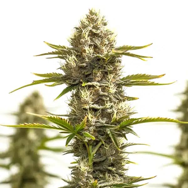 Amnesia Lemon x White Widow Seeds