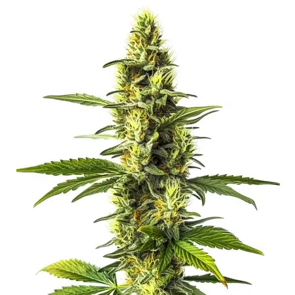 Amnesia Lemon Seeds