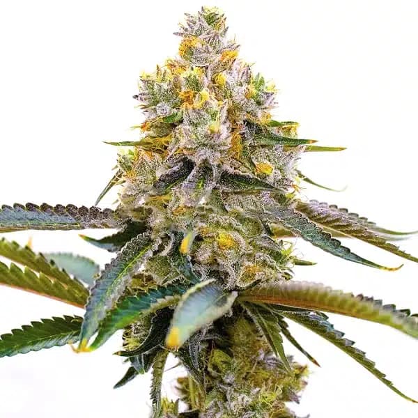 Amnesia Purple Seeds