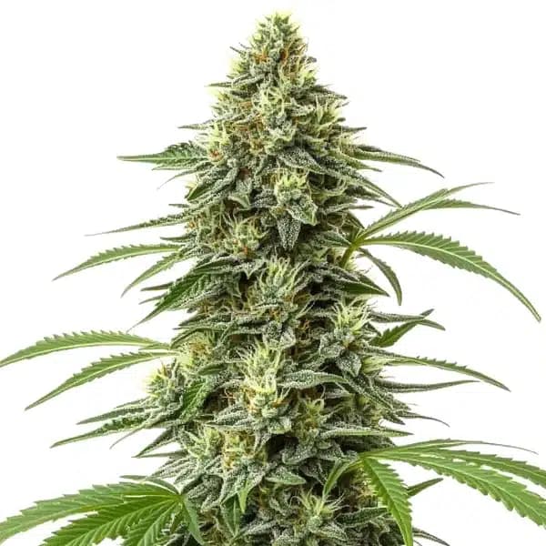 Amnesia Regular Seeds