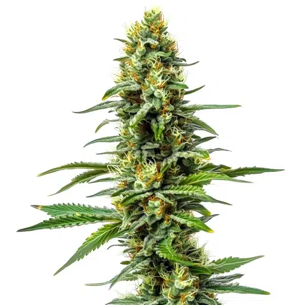 Amnesia AK 47 Seeds