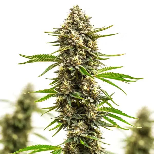 Amnesia x Bruce Banner Seeds