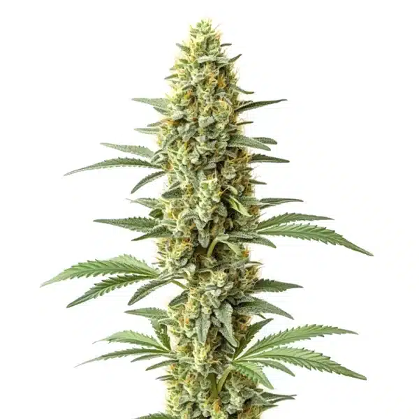 Amnesia x Kali Mist Seeds