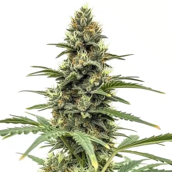 Amnesia x Nicole Kush Seeds