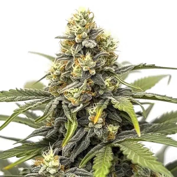 Amnesia Seeds