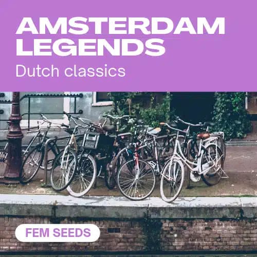 Amsterdam Legends Seeds