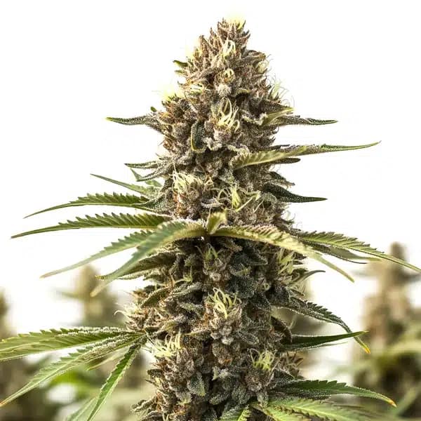 Animal Cookies Seeds