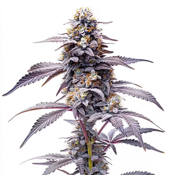 Animal Mints Seeds