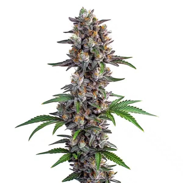 Apple and Bananas Cannabis Extraction Seeds