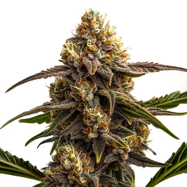 Apple Fritter Autoflower Seeds
