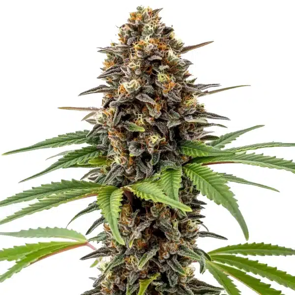 Archive Runtz Seeds