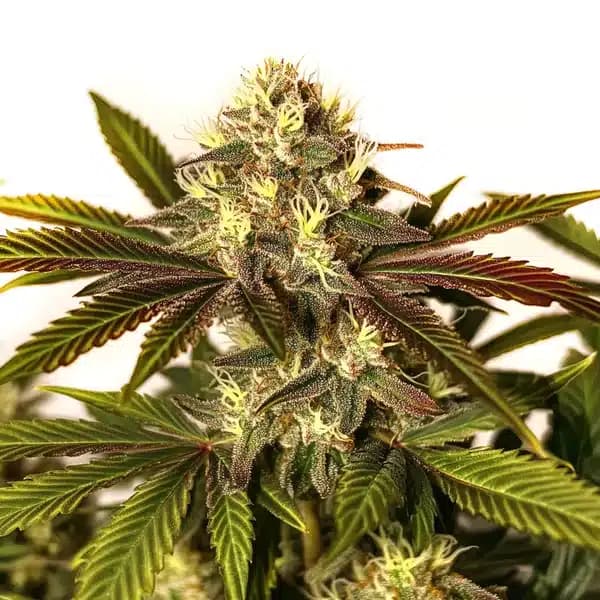 Asian Dream Seeds