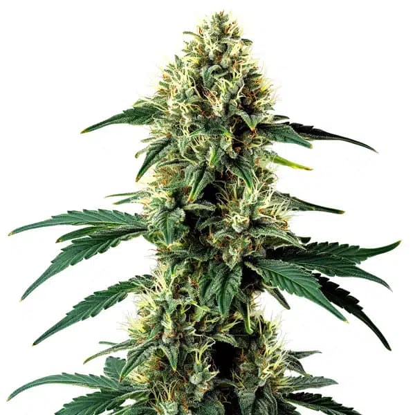 Aurora Indica Auto Seeds