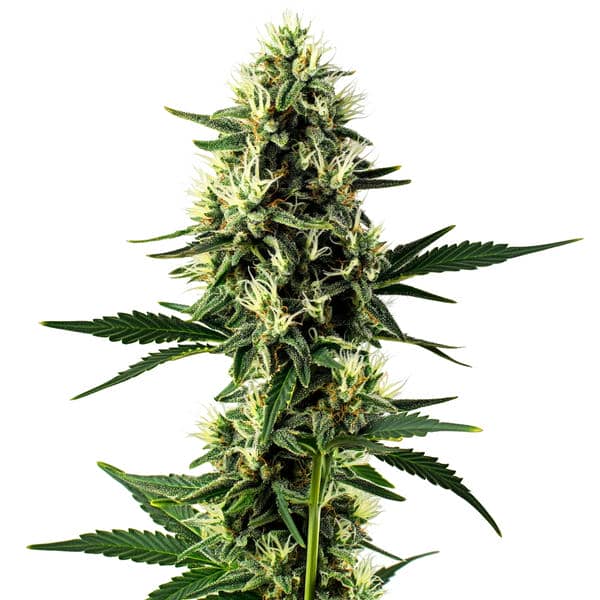 Aurora Indica Seeds