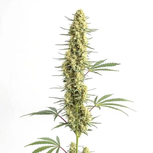 Auto CBD Amnesia Seeds
