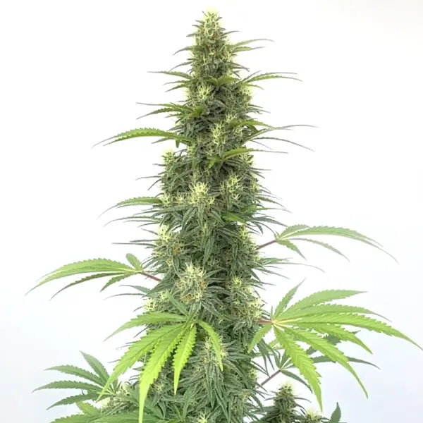 CBD Cheese Auto Seeds