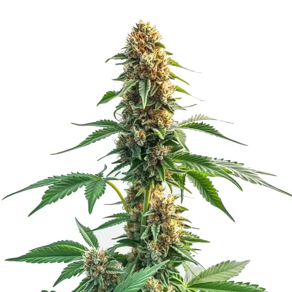 CBD Kush Auto Seeds