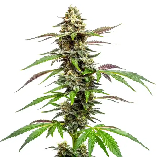 Auto CBD Med Go Seeds