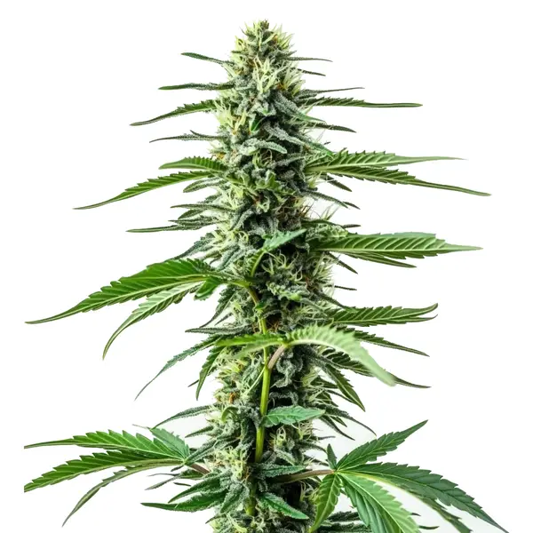 Auto Northern Lights CBD Seeds