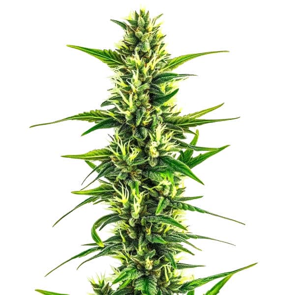 Auto CBD Pineapple Seeds
