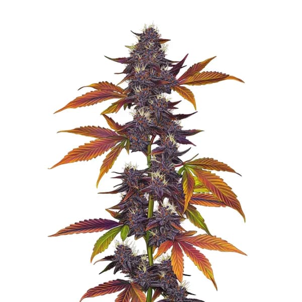 Auto Purple CBD Seeds