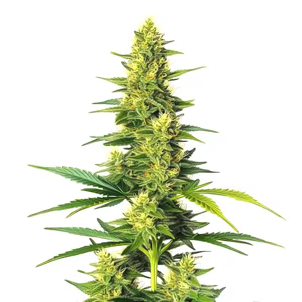 Auto White Widow CBD Seeds