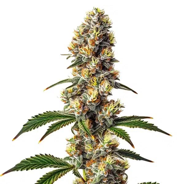 Badazz Cheese Seeds